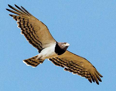 Black-chested Snake Eagle in flight